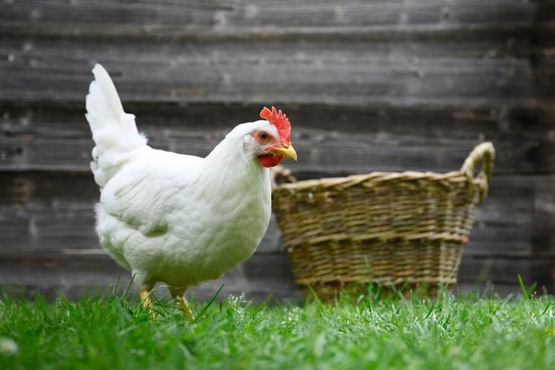 Leghorn (White Leghorn)