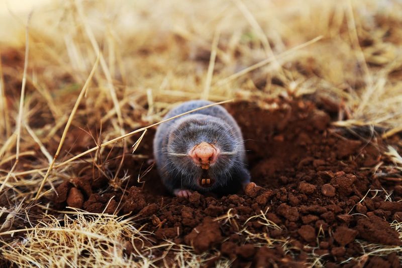 Blind Mole Rat