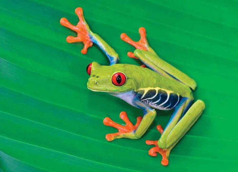 Red-eyed Tree Frog
