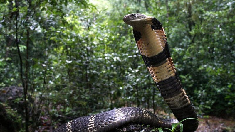 King Cobra