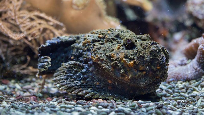 Stonefish