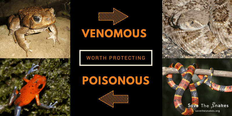 The Rarity of Venomous Amphibians