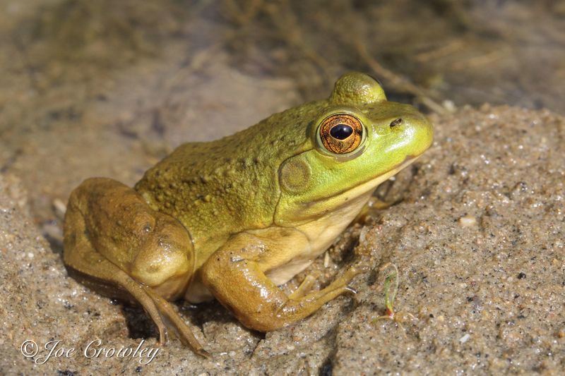 American Bullfrog