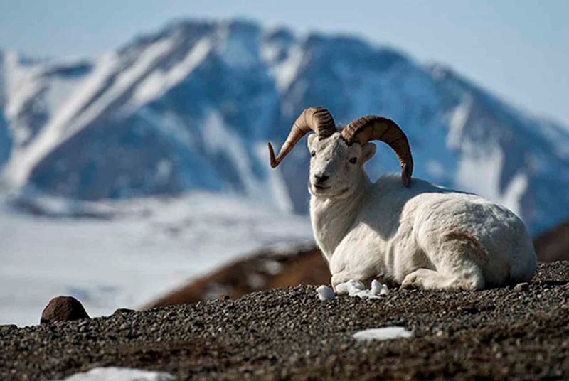 Dall Sheep