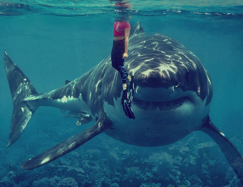Great White Shark