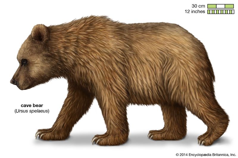 Cave Bear