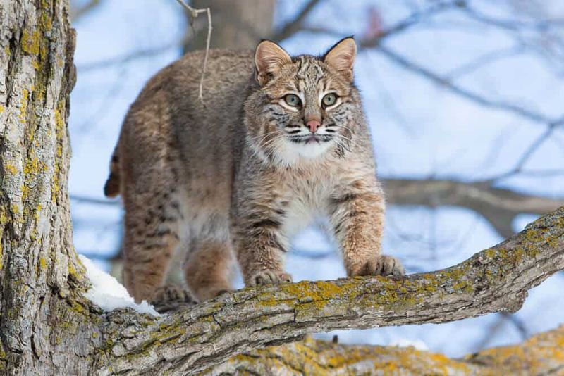 Bobcat