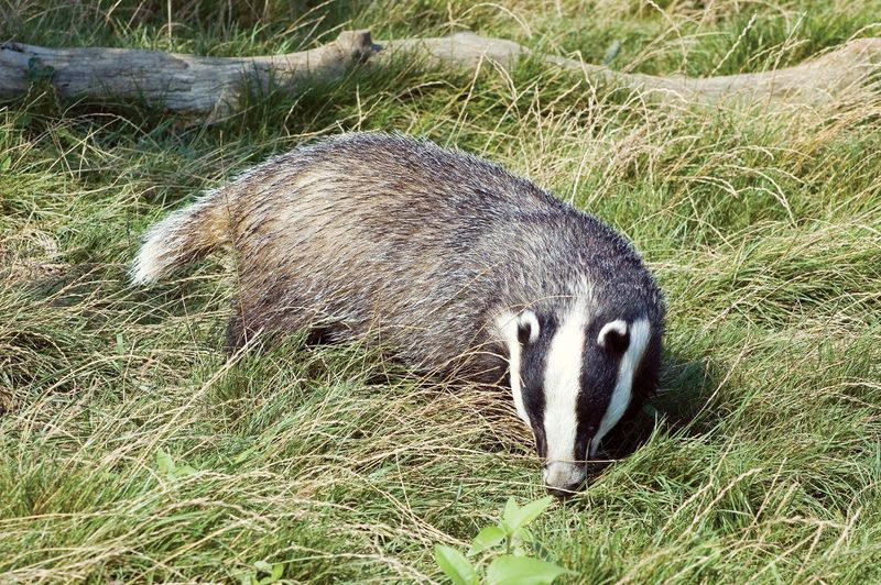 Japanese Badger