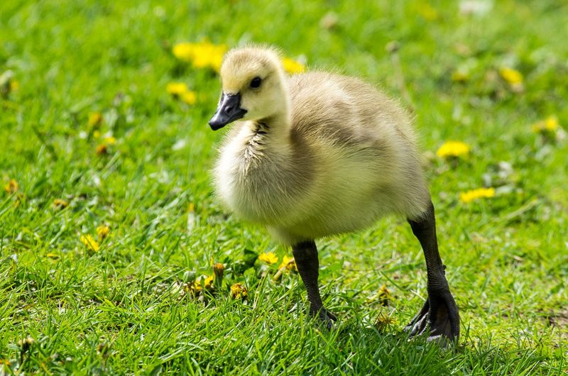 Gosling (Baby Goose)