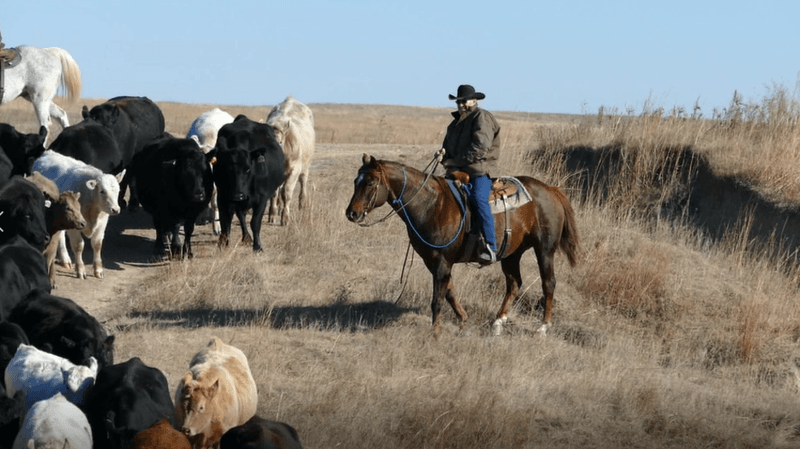 Working Ranch Hands