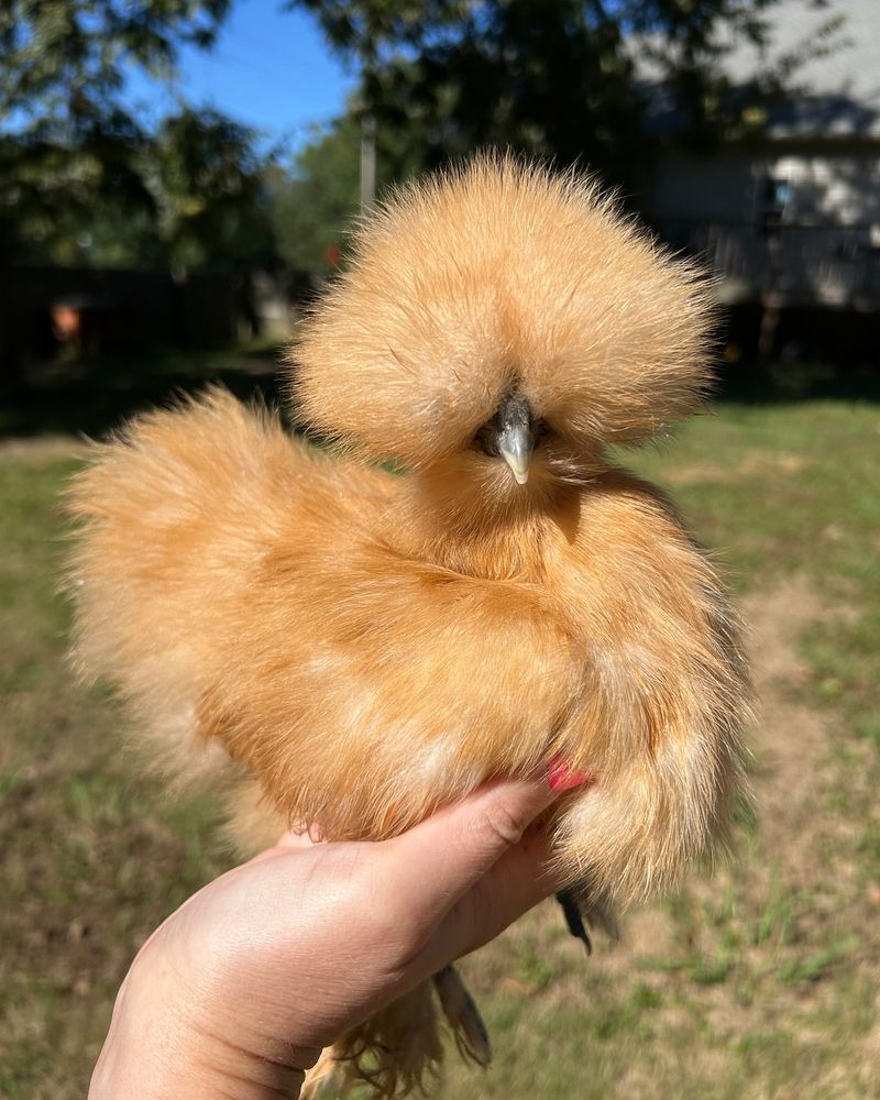 Silkie