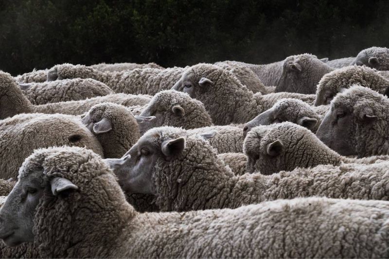 Allergy-Friendly Wool