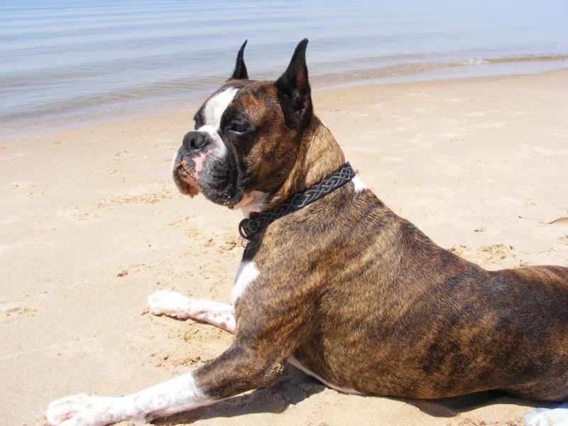 Boxer