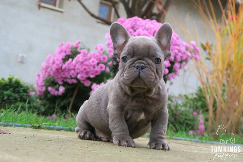 French Bulldog