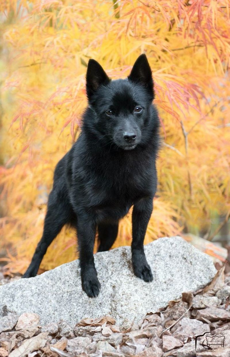 Schipperke