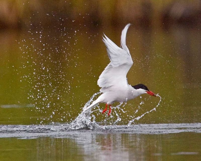 Arctic Tern