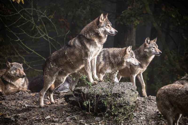 Wolf's Pack Hierarchy