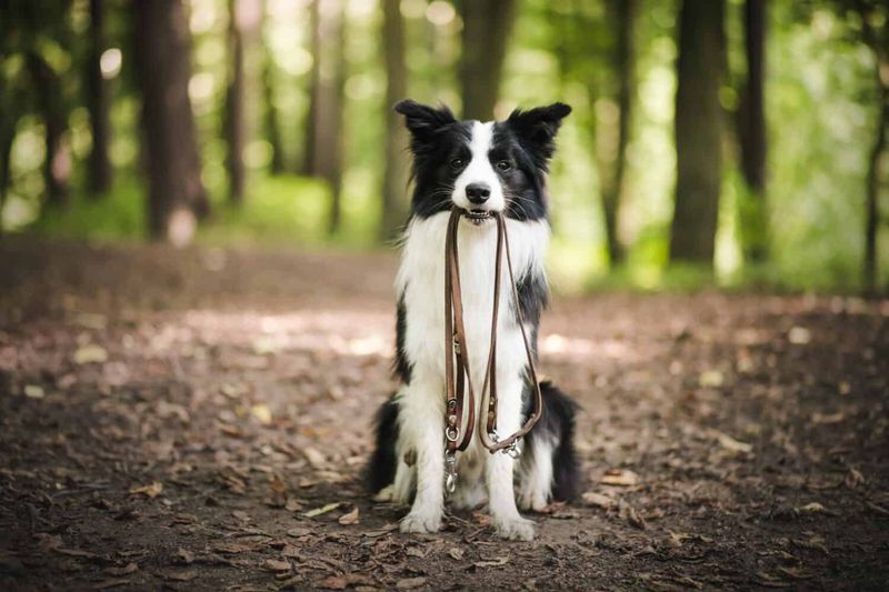Dog (especially Border Collies)