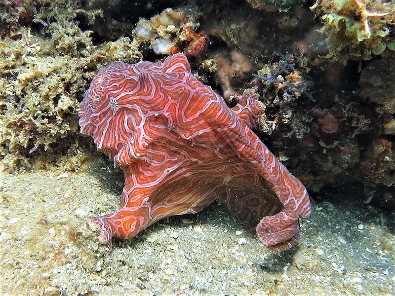 Psychedelic Frogfish