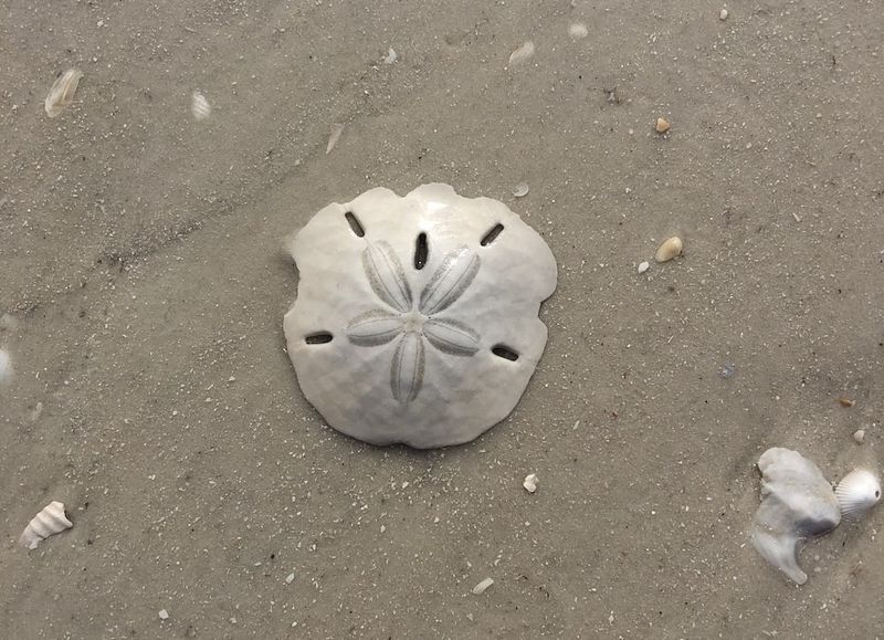 Sand Dollar