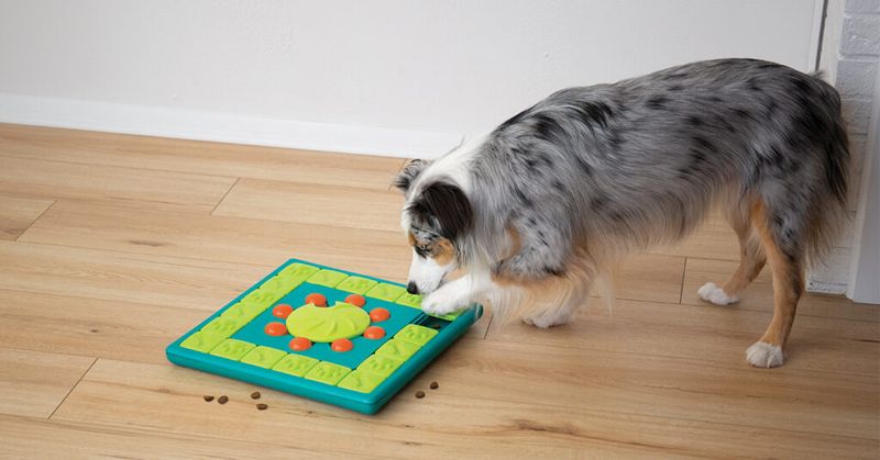 Mental Stimulation for Dogs