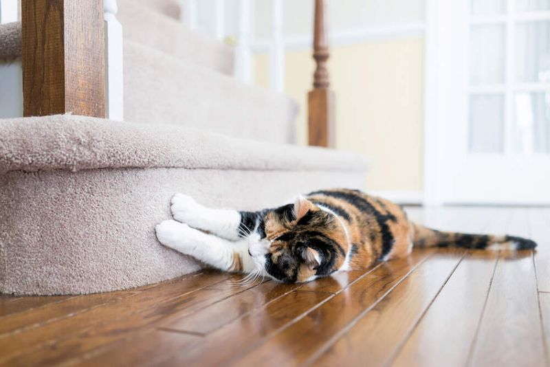Scratching Behavior