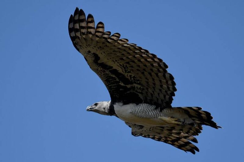 Silent Flight
