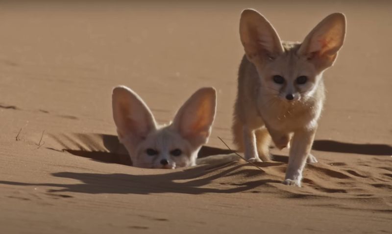 Fennec Fox