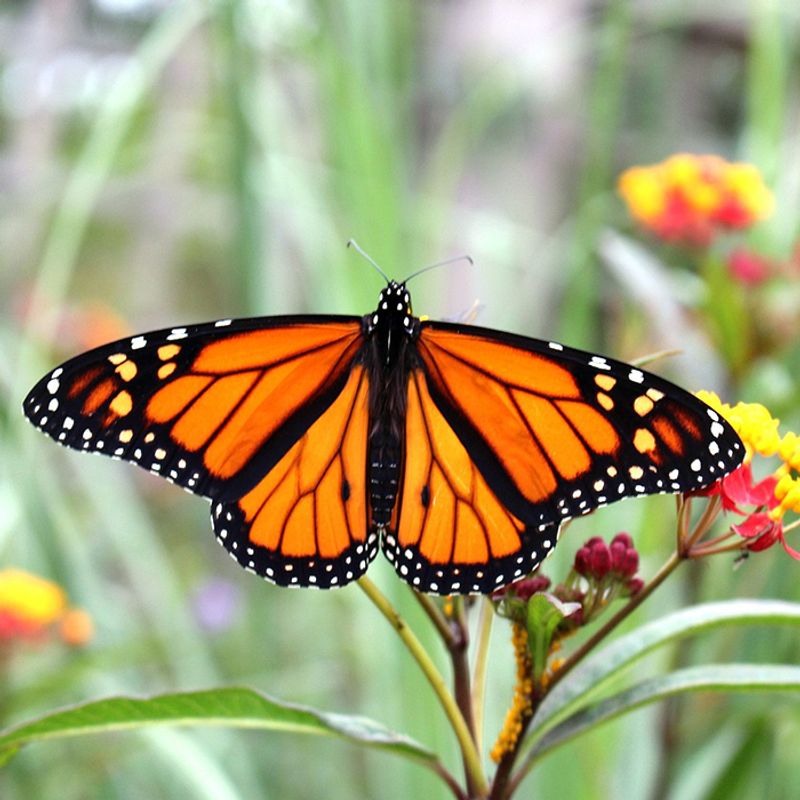Monarch Butterfly