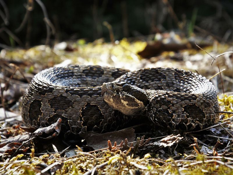 Eastern Massasauga Rattlesnake
