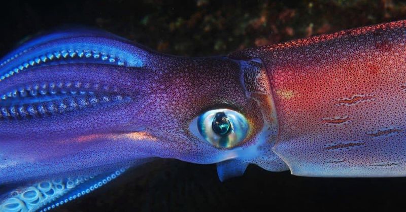 Colossal Squid
