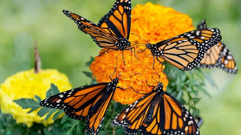 Conservation Efforts