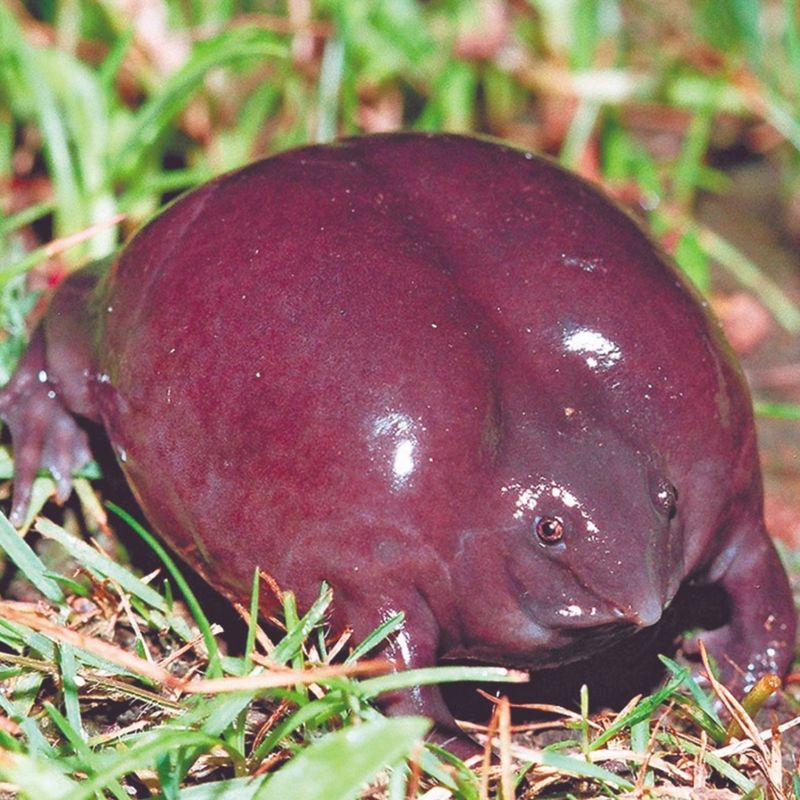 Indian Purple Frog