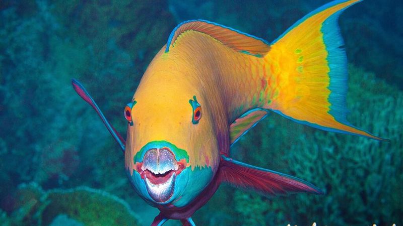 Parrotfish