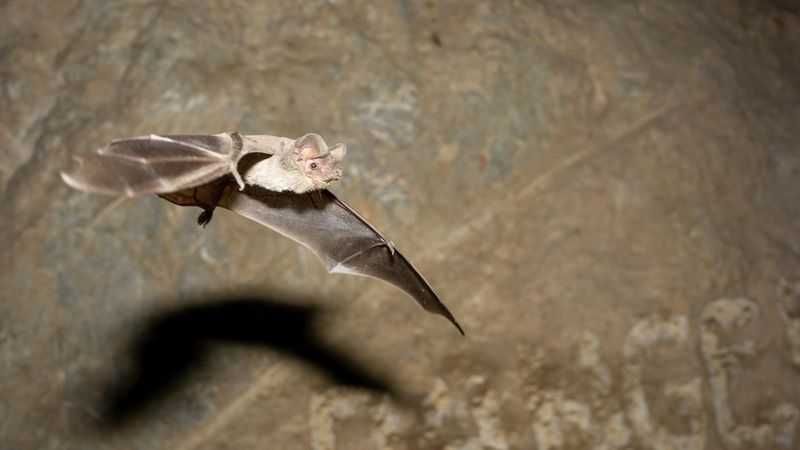 Canyon Bat