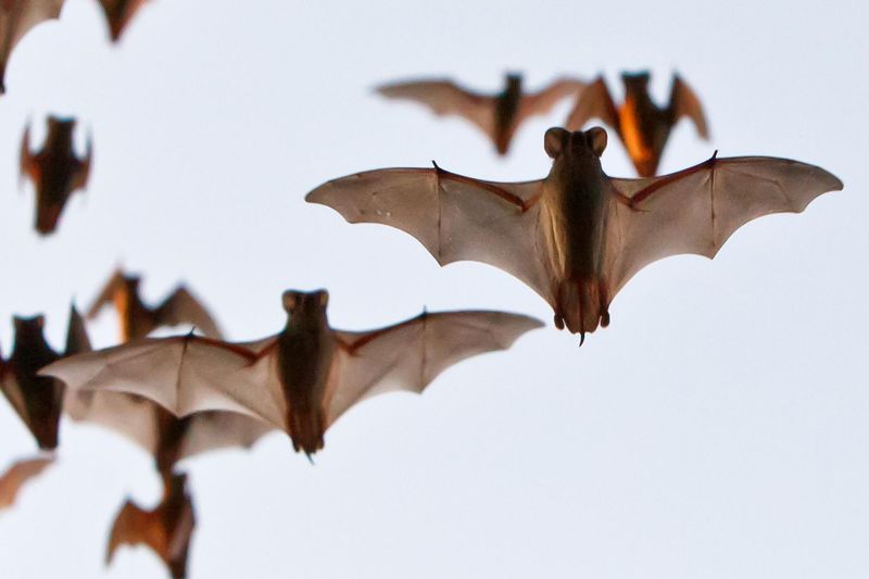 Mexican Free-tailed Bat
