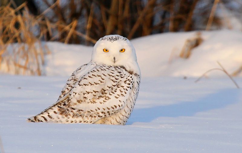 Snowy Owl