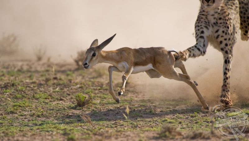 Springbok