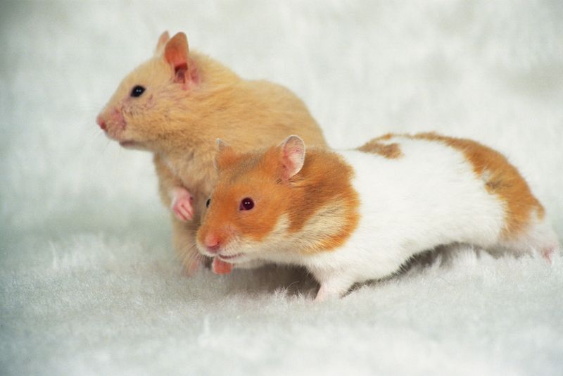 Introduce New Hamsters Carefully