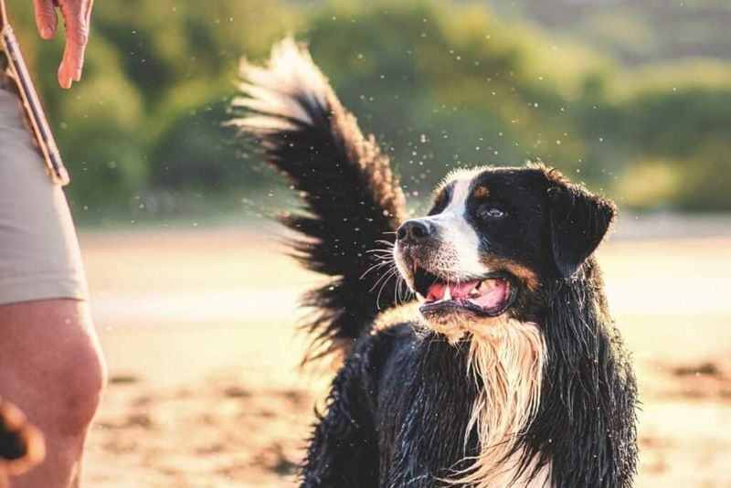 Happy Tail Wagging