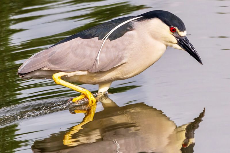 Black-crowned Night Heron