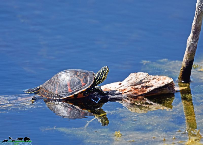 Florida Red-bellied Cooter