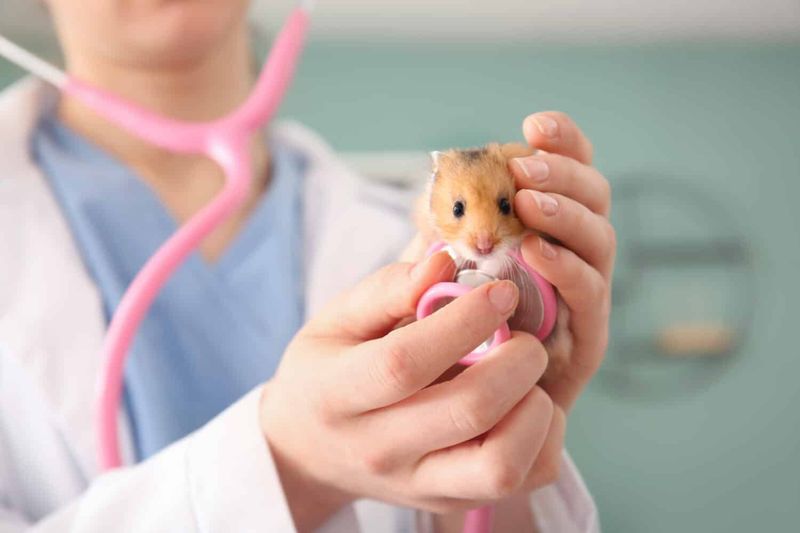 Regular Veterinary Check-ups