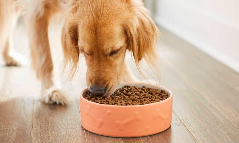 Monitor Diet and Grooming