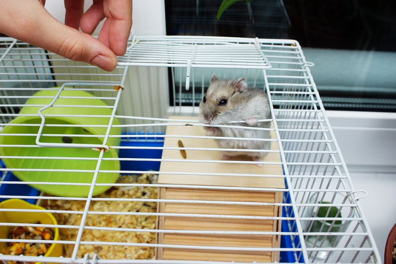 Regular Habitat Cleaning