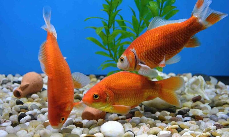 Feed Fish Appropriately