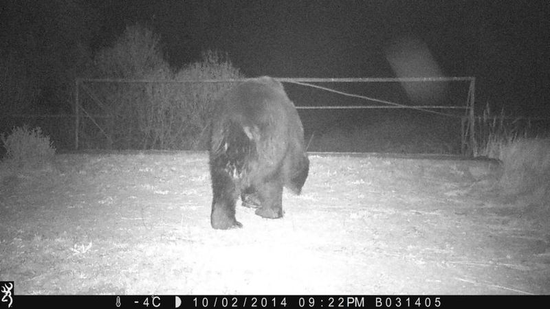 Brown Bear