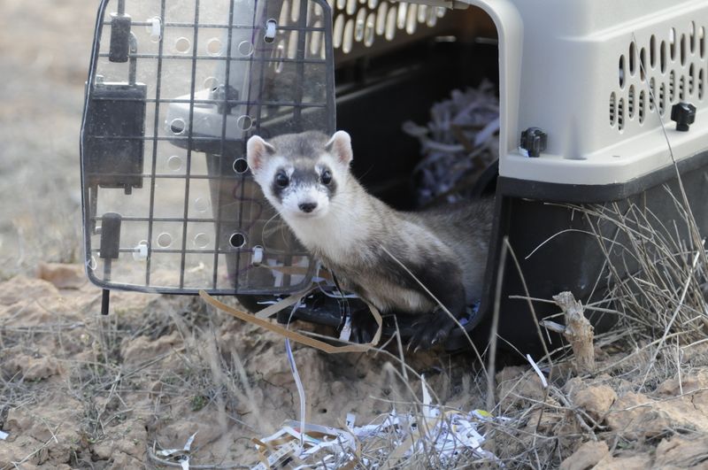 Black-Footed Ferret