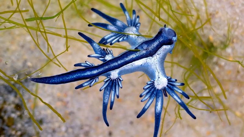 Glaucus atlanticus (Blue Dragon)