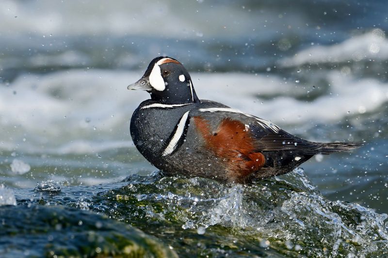 Harlequin Duck